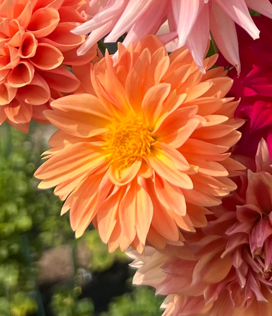 Coseytown Lion’s Mane