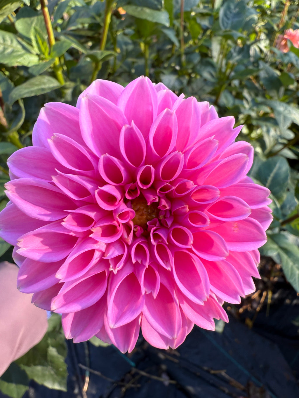 Pink Robbins Pink Sylvia – Robbins Flower Farm