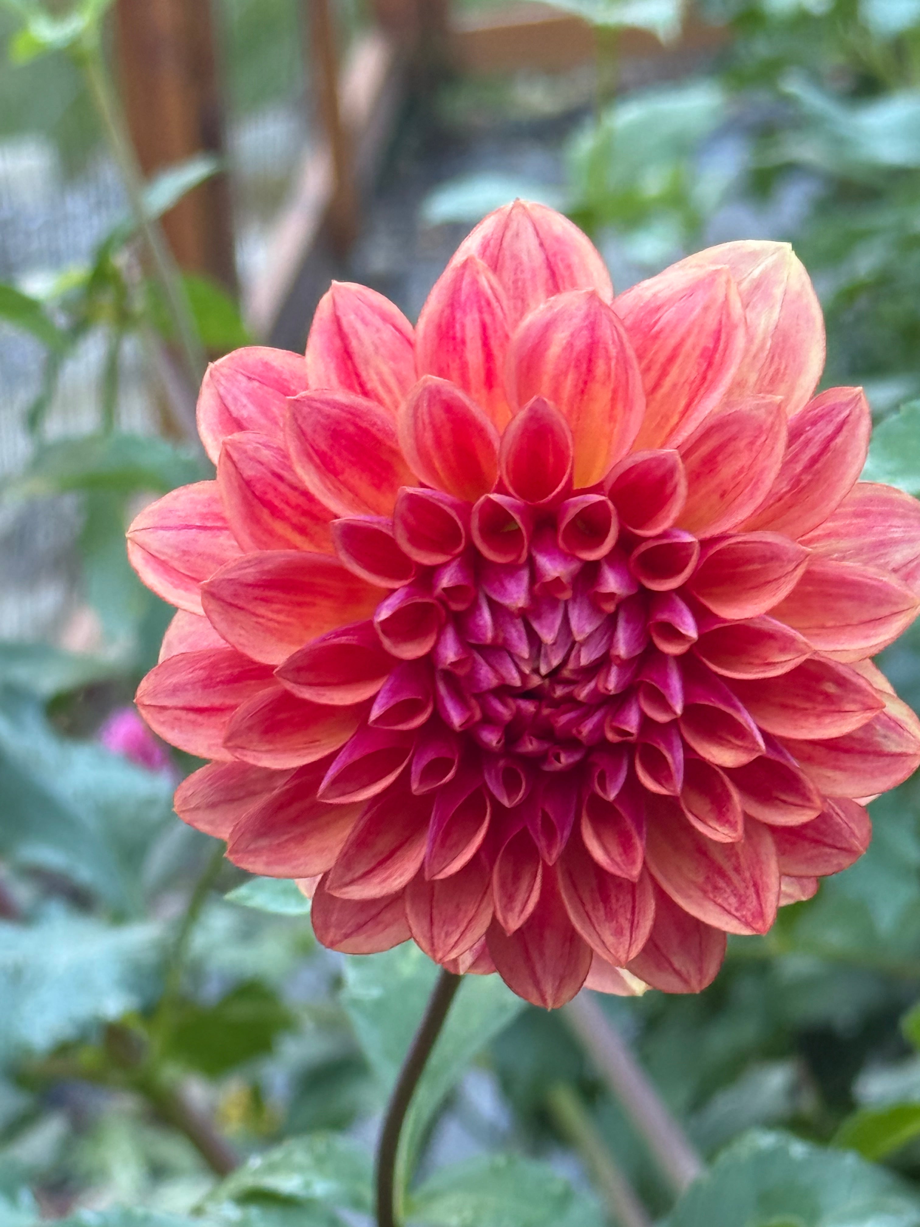 【2匹セット】バルーンドッグ⭐ローズクォーツ＆レッドネットジャスパー All That Jazz – Robbins Flower Farm