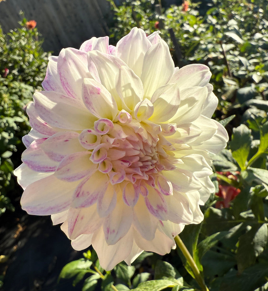 Pink Robbins Pink Petticoat – Robbins Flower Farm