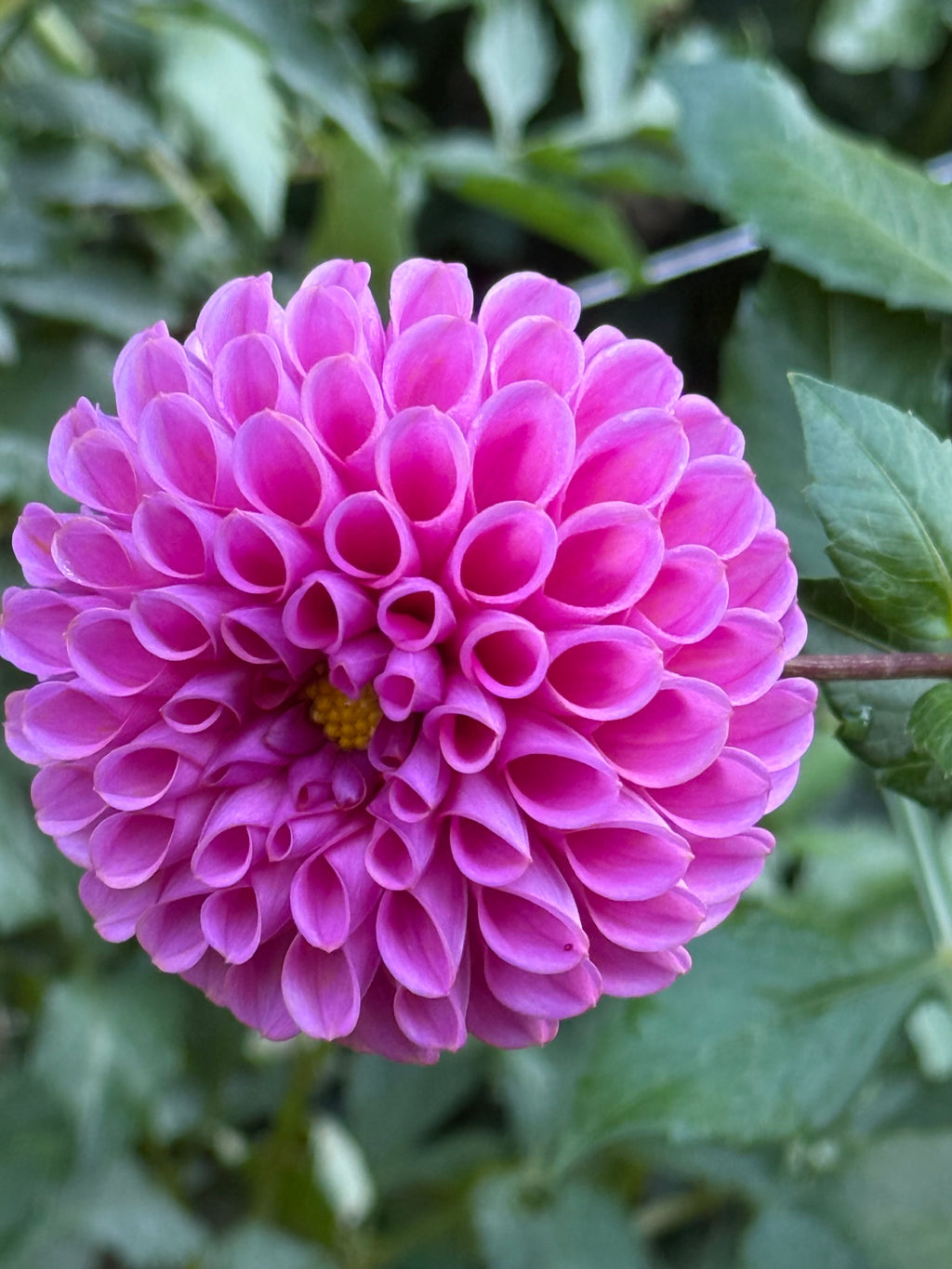 Pink Robbins Pink Sylvia – Robbins Flower Farm