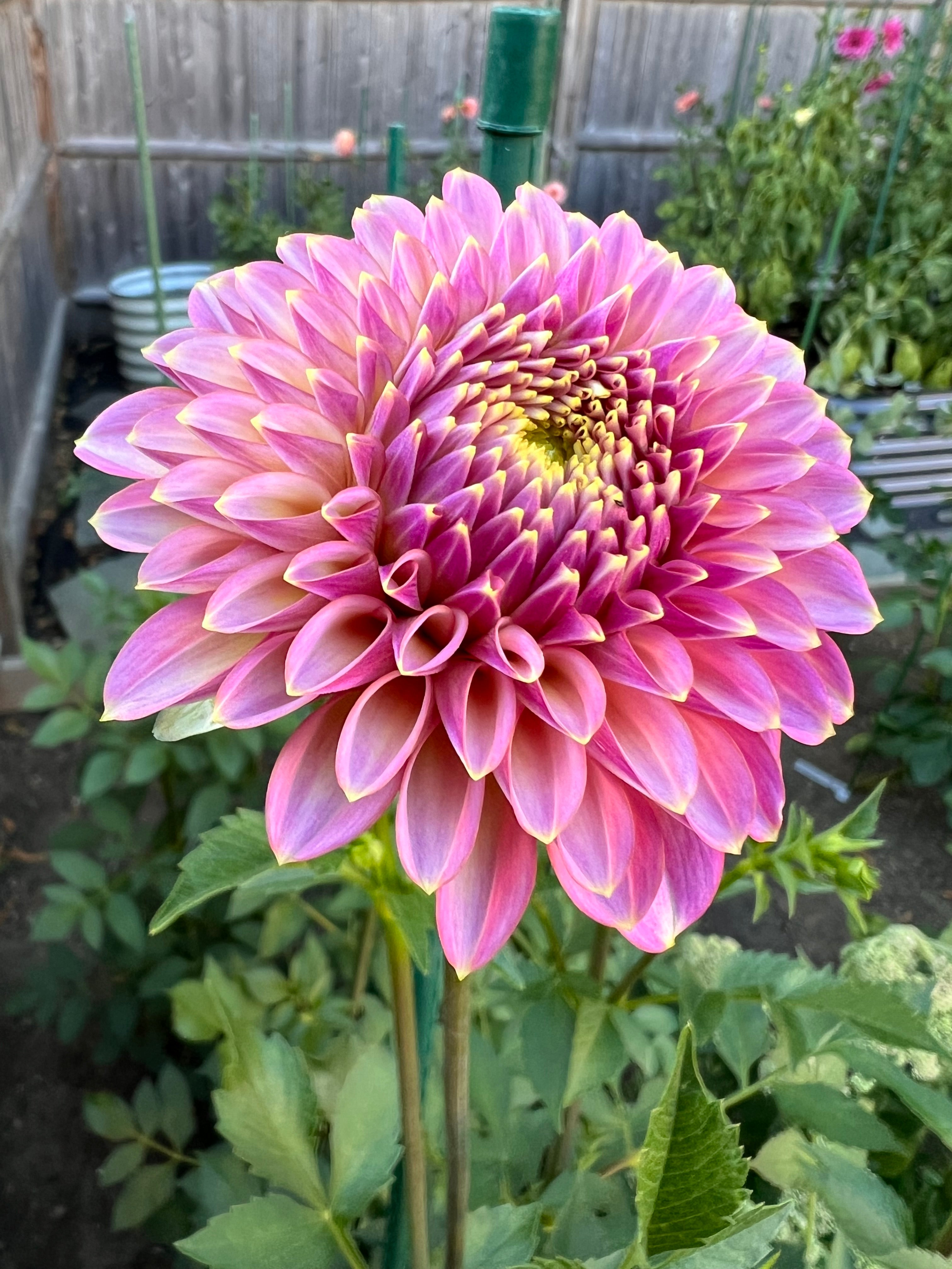 Skipley Spot of Gold